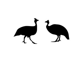 guinea hen vector illustration, guinea fowl head icon line art vector illustration on transparent background.