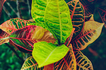 Variegated croton leaves exhibit vibrant colors, showcasing intricate patterns of green, yellow, red, and orange. This tropical plant symbolizes abundance and natural beauty in garden landscapes.