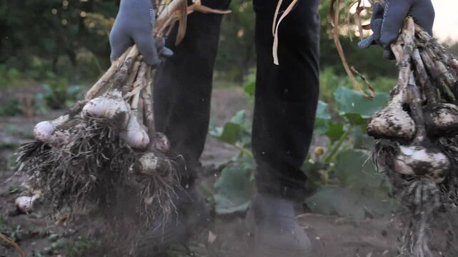 cleaning dug garlic in the garden from the ground. slow motion.