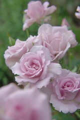 bouquet of pink roses