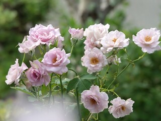 pink and white roses