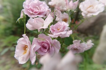 pink rose bush