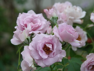 pink rose bush