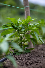 Young pepper plant growing in garden supported by wooden stake and string