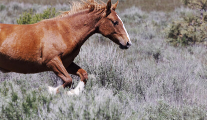 Beautiful wild feral horse at South Steens Horse Management Area near Frenchglen, Southeast Oregon, United States, leaps over sagebrush