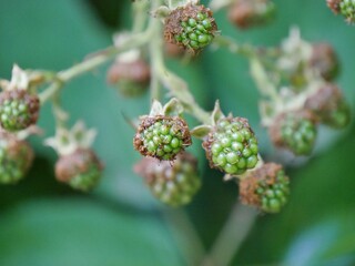 Brombeerpflanzen am Wegesrand