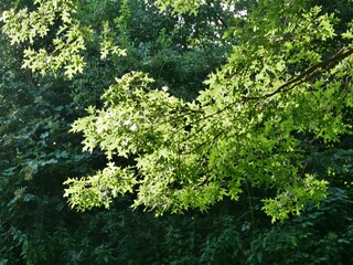 Bäume im Sonnenlicht an Alsterufer