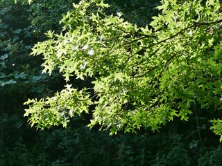 Bäume im Sonnenlicht an Alsterufer