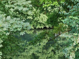 Laubbäume spiegeln sich in der Alster