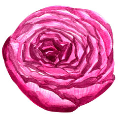 Fototapeta premium Beautiful watercolor flower peony for your design and floral pattern for wallpaper or fabric