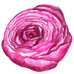 Beautiful watercolor flower peony for your design and floral pattern for wallpaper or fabric