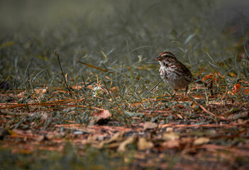 Song Sparrow