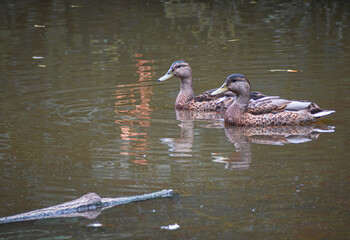 Mallards Swimming