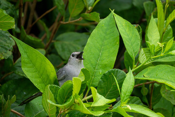 Gray Catbird in bush singing