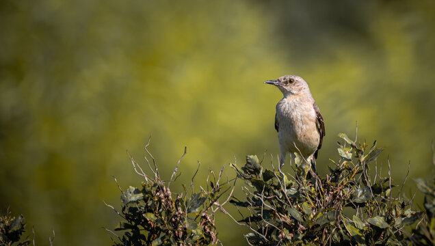 Northern Mockingbird