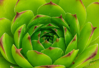 A CloseUp View of a Lush Green Succulent Plant Featuring Beautifully Spiraling Leaves