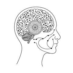  Detailed brain anatomy in head outline for neuroscience and research