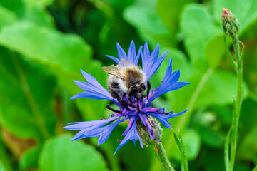 A beautiful bee perched on a vibrant blue flower amidst its natural environment in nature