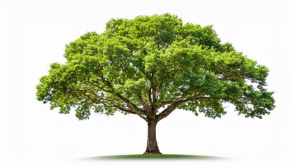 isolated green tree illustration on transparent background