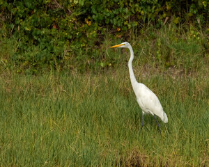 Great Egret Walking Through The Tall Grass