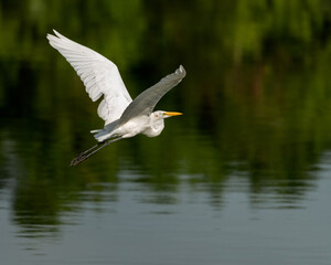 Great Egret Peacefully Flying Over Glassy Water