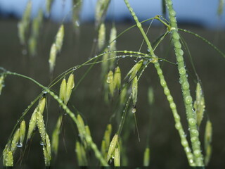 Kłosy owsa zroszone deszczem © EwaAF