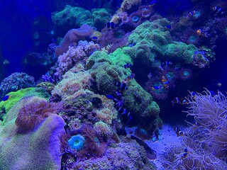 Clownfish swimming gracefully among a vibrant coral reef in an aquarium, showcasing a mesmerizing...