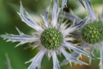 A closeup of an unusual thistle flower with a beautiful insect, highlighting vibrant colors