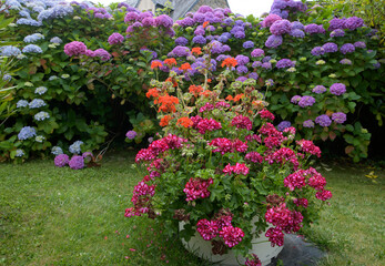 Joli pot de géraniums zonal dans un jardin