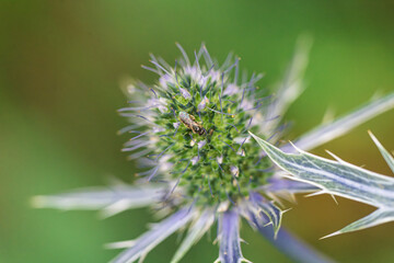 A closeup of an unusual thistle flower with a beautiful insect, highlighting vibrant colors