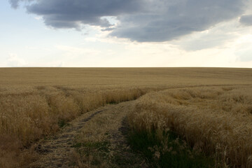 Obraz premium A dirt path through a field