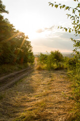 Fototapeta premium A dirt road with trees and grass