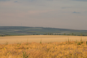 A field of yellow flowers
