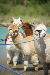 Several alpacas cool off in lake water on a hot day, highlighting animal welfare and the challenges...