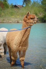 Several alpacas cool off in lake water on a hot day, highlighting animal welfare and the challenges thick-furred animals face due to climate change. Ideal for concepts like animal care and summer heat