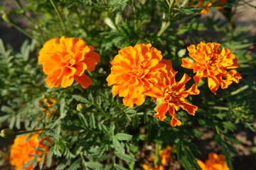 orange and yellow flowers