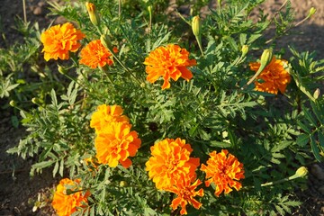 orange flowers in the garden