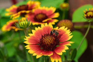 A Bee Busy Pollinating a Beautifully Colorful Flower in a Thriving Natural Environment
