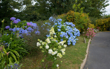 Magnifiques hortensias en fleurs dans un jardin en Bretagne-France