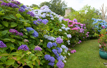 Magnifiques hortensias en fleurs dans un jardin en Bretagne-France
