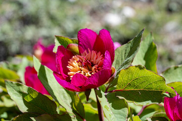 Obraz premium Chinese peony. Paeonia lactiflora is a species of herbaceous perennial flowering plant in the family Paeoniaceae, native to central and eastern Asia from eastern Tibet across northern China to eastern