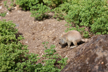 Group of Black Tailed Prairie Dogs Standing funny on a grass land