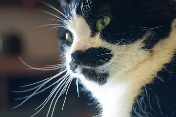 Graceful feline portrait capturing the intricate details of its face and questioning expression....