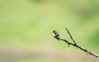 Beija flor garganta verde (Chionomesa fimbriata) pousado sob um lindo fundo verde desfocado