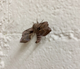 Blinded Sphinx Moth or Paonias excaecata on a painted cement wall