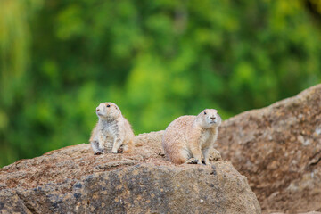 Group of Black Tailed Prairie Dogs Standing funny on a rock