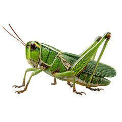 grasshopper on a white background