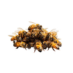 bee on white background