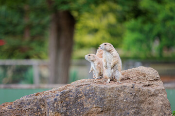 Group of Black Tailed Prairie Dogs Standing funny on a rock