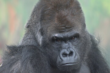 gorilla portrait